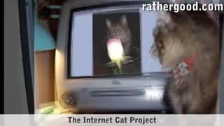 THE INTERNET IS MADE OF CATS! Funny Music Video Compilation!