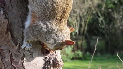 TSquirrel Feeding on Fresh Snacks || ViralHog