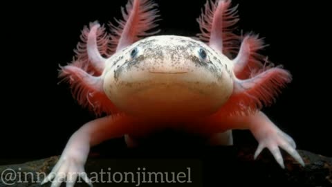 The Axolotl: A Unique and Endangered Species of Mexico's Freshwater Canals and Lakes