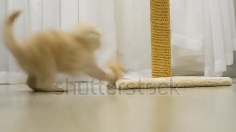 Beige kitten playing with a toy and a scratching post