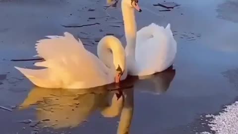 Don't feed the swans bread