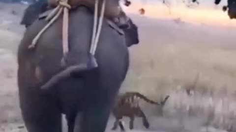 Tiger attack on man carrying elephant
