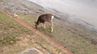 The Deer in The Hood