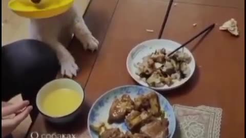 Funny pets, feeding pet