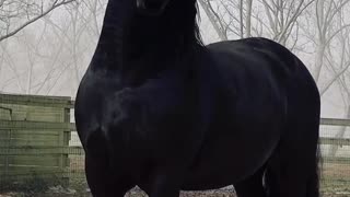 Beautiful majestic horses, freedom