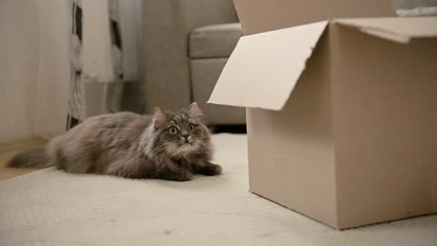 Cute domestic cat lying on floor , moving it's tail .