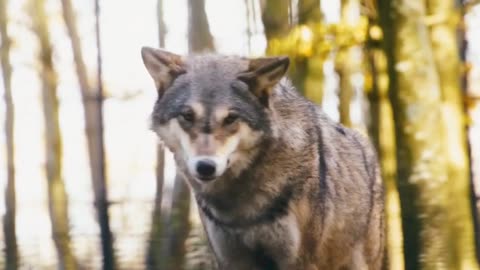 The cuteness of Eurasian wolf in green forest