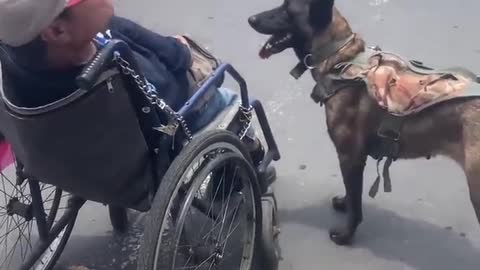 Dog Helps Push Owner in Wheelchair ||