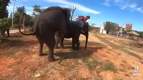 Huge elephant joins tourists for a drink at the pool