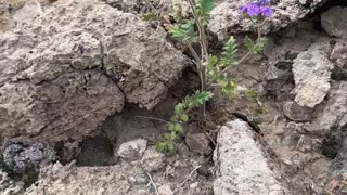 Blister beetles copulating