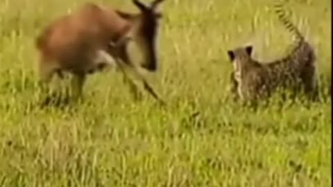 Gazelle fights a Leapord