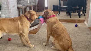 Dogs Play Awkward Game Of Tug-of-war