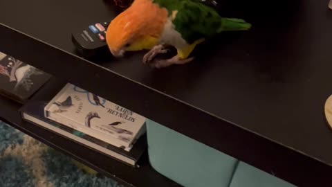 Parrot Repeatedly Pushes Wine Glass Off Table