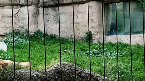 RACINE ZOO 6.8.24 VIDEO3