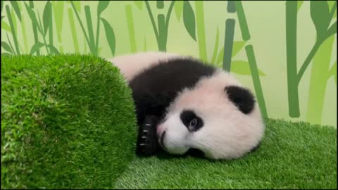 Singapore's giant panda cub is named Le Le at 4.5 months old