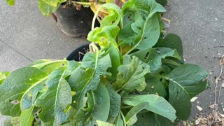 Can You Grow Comfrey in Pots? #comfrey #comfreyroot #comfreyleaf