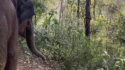 Elephants are startled to play with stakes by