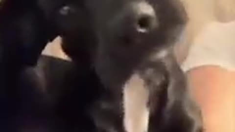 Funny Dogs & Animals compilation 😂🤣👌