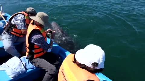 Friendly Whales