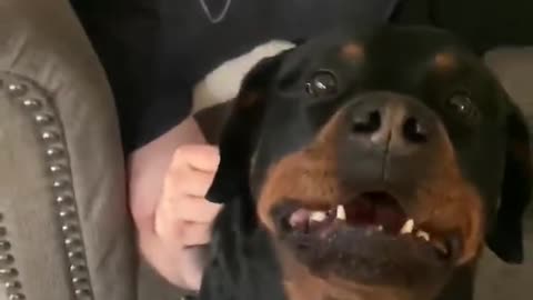 Rottweiler protects owner.