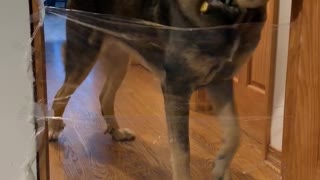 Mastiff takes on “invisible challenge”