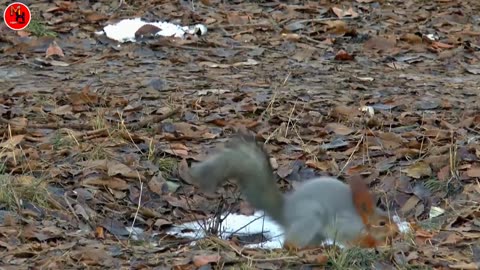 Animal Funny Video || squirrel Funny Videos ||