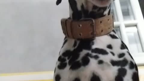 Sleepy dalmatian