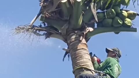 Cutting a Tree