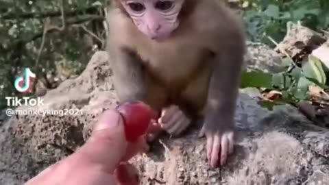 Cute baby animal funny video