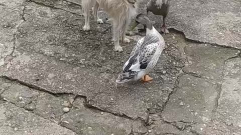 This will make you laugh - Luna the dog and the ducks - penguins, part 3