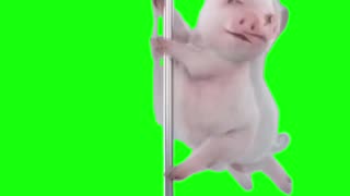 Pole Dancing Pig | Green Screen