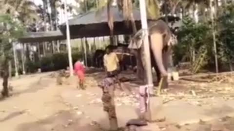 The Elephant is Playing Cricket #shorts #shortvideo #video #virals #videoviral