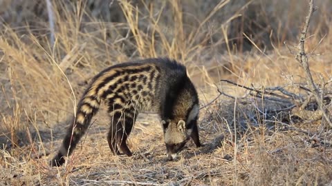 African Civet Catching Insects