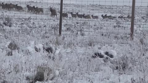 Large Elk Migration Near Airport in Jackson Hole, Wyoming