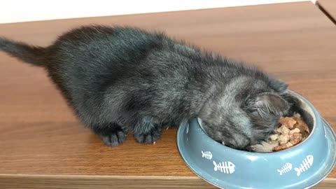 abandoned kitten follows me Home and Have First Meal