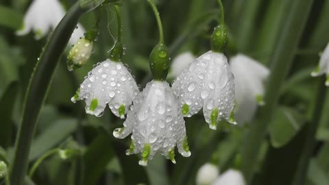 White flowers with dew drops