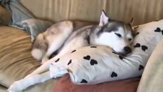 Woman narrates her husky's nap time