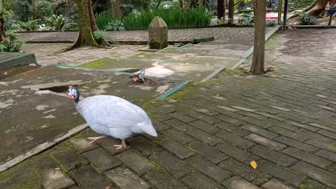 Guinea Fowl