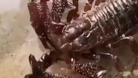 Scorpion devours Chinese red-headed centipede whole
