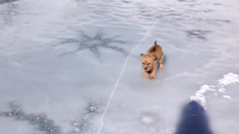 Dog Playing Cute Video 📷