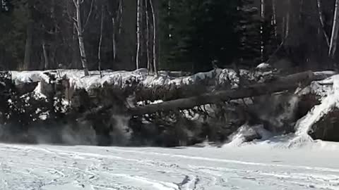 Alaska tree cutting
