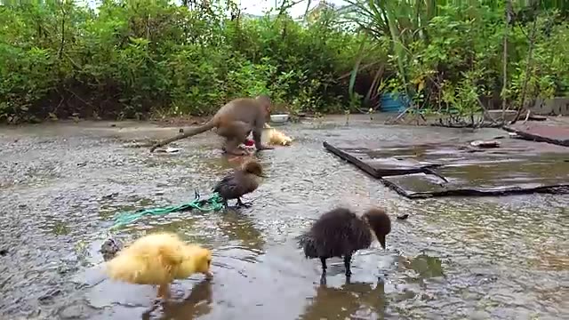 Happy Duck Monkey and rabbit