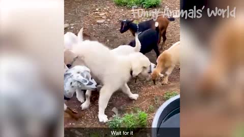 FUNNIEST DOGS AND ANIMAL VIDEOS OF 2022. MOST VIEWED
