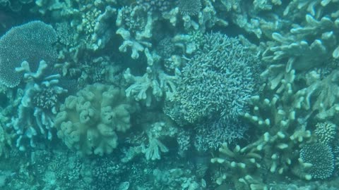 A glass bottom boat ride over a coral reef from Capistrano Beach Resort