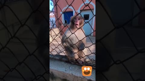 Monkey Mayhem: Hilarious Hijinks and Cheeky Chuckles!