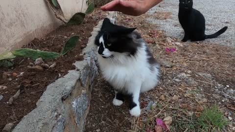 Beautiful fluffy cat with black spot on her nose and her friends are so cute