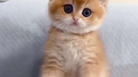 cats cuties video
