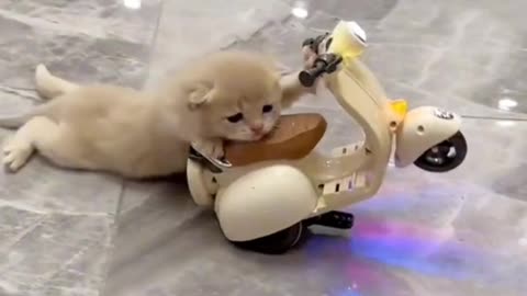 cute puppy drive a scooter funny video