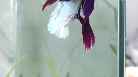 The two betta fish bought separately were paired successfully
