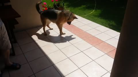 Playing with his own shadow